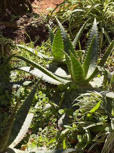 This is an eye-level, medium shot of an aloe vera plant in Asuncion, Paraguay. The plant is growing in a garden with other plants, including spider plants, and is surrounded by dirt and dried leaves. The aloe vera has thick, green leaves with serrated edges and white spots. The sun is shining on the plant, casting shadows. There are no people or animals visible in the image. The overall impression is one of a natural, outdoor setting.
