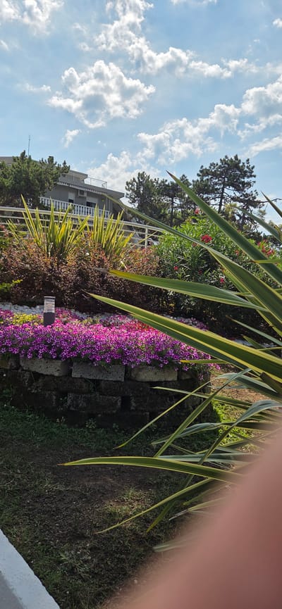 The image depicts a sunny outdoor scene featuring a meticulously maintained garden. In the foreground, a large plant with long, variegated green and yellow leaves partially obstructs the view. Behind it, a raised garden bed is filled with a dense carpet of small, vibrant purple flowers, bordered by a low retaining wall constructed from weathered, dark-colored bricks. A small, modern-style outdoor lamp with a rectangular shade stands on the edge of the flower bed.
Beyond the flower bed, various shrubs and plants create a lush backdrop. Some of these are leafy and green, while others, like the prominent spiky plants with striped leaves, add texture and height. In the middle ground, a white railing runs horizontally across the frame, separating the garden from a building. This structure, with its white balustrades and grey facade, appears to be a multi-story building, possibly a hotel or residential property, with windows and an air conditioning unit visible.
The background consists of mature trees with dense green foliage, including pines, suggesting a temperate climate. The sky above is a clear blue, punctuated by fluffy white cumulus clouds, indicating fair weather. The overall impression is one of a well-kept, possibly resort-style, outdoor area, consistent with the picturesque coastal environment of Lignano Sabbiadoro, Italy. The lighting suggests it is daytime, likely late morning or early afternoon, given the bright sunlight and distinct shadows. There are no people visible in the frame.