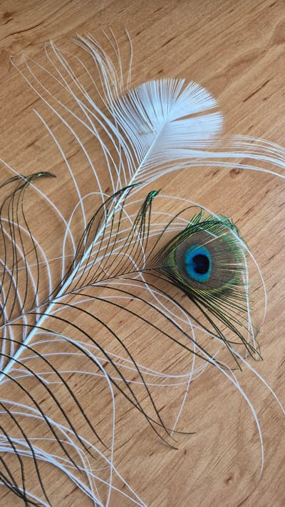 Two peacock feathers are arranged on a wooden surface. One feather is primarily white with delicate, thin barbs that fan out. The second feather, positioned beneath and to the left of the white feather, is a traditional peacock feather with a distinct eye pattern. This eye is a blend of deep blue, green, and black, surrounded by radiating green and brown eye-like markings. The barbs of this feather are darker, with thin white filaments interspersed. The wooden surface has a visible grain pattern and appears to be a table or desk. There are no people or any indication of human activity beyond the placement of the feathers. The scene is static and does not convey any action. The environment is neutral and does not provide specific locational cues.