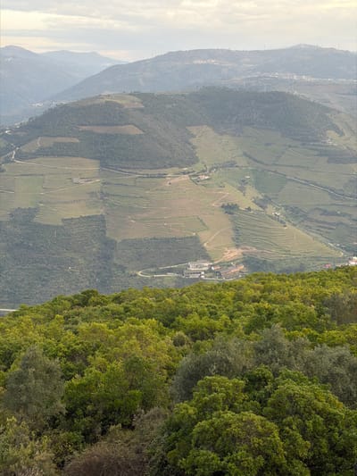 The image presents an elevated panoramic view of the Douro Valley landscape near Peso da Régua, Portugal.

In the foreground, a dense canopy of varied green trees and shrubs occupies the lower portion of the frame, indicating a forested hillside. Beyond this foliage, the midground reveals a series of steep hillsides meticulously cultivated with terraced vineyards, displaying distinct horizontal patterns of vegetation and exposed soil. These terraces, predominantly green, wrap around the contours of the land. Interspersed within these agricultural fields are patches of natural green vegetation and several scattered structures. A prominent feature is a complex of multiple low-rise buildings with light-colored roofs, possibly industrial or agricultural facilities, situated alongside a visible winding paved road that traverses the lower slopes of the hills.

The background consists of successive layers of mountains, receding into a light grey, overcast sky. On the most distant visible ridge, multiple wind turbines are discernable against the horizon, along with sparse clusters of smaller buildings, indicating distant settlements or infrastructure. No individuals, animals, or active human interactions are present within the frame. The lighting is soft and diffuse, suggesting an overcast or hazy atmospheric condition, with no strong shadows.