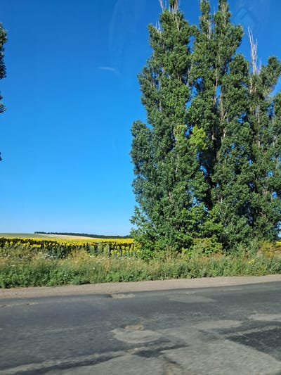 A medium shot, taken from a slightly elevated perspective, captures a rural scene on a clear, sunny day in Nedoharky, Ukraine. The foreground features a worn asphalt road, marked with patches and cracks, suggesting wear and tear. To the right of the road, a dense line of lush green trees stands tall against a vibrant blue sky. Beyond the trees and a strip of green vegetation, a vast field of bright yellow sunflowers stretches across the horizon, creating a stark contrast with the green foliage and blue sky. The field appears to be on a slight incline, with a darker line of trees or shrubs forming a backdrop at the top of the incline. The overall impression is one of natural beauty and agricultural abundance under a clear, unblemished sky.
