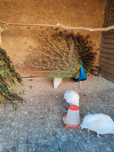 A peacock with its tail feathers fanned out stands in a wooden enclosure. Three white birds are also present, one near a red and white feeder. The enclosure floor is covered with a mixture of sand and scattered feed. A wooden branch extends horizontally across the upper part of the enclosure, supported by a vertical wooden post. The walls of the enclosure are constructed from plywood and wooden planks. The scene appears to be an outdoor aviary or bird enclosure.
