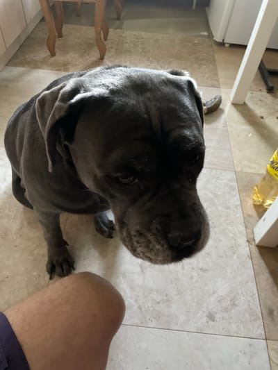 A dark gray dog is sitting on a light-colored tile floor, looking down and to the right. The dog's head is in the foreground, and its body extends behind it. A human leg, wearing dark purple shorts, is in the lower left corner of the frame. In the background, there is a light-colored table with wooden legs, and to the right, a white table leg and a yellow bottle of liquid are visible. The overall environment appears to be indoors, possibly a kitchen or dining area, in Bilohorodka, Ukraine.