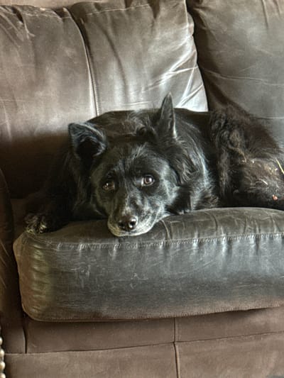 A black dog with long fur and brown eyes is lying on a dark brown leather couch. The dog's head is resting on its paws, and it is looking directly at the camera with a sad expression. The couch appears to be in a living room, with the background out of focus. The image is taken from a medium shot, with the dog filling most of the frame.