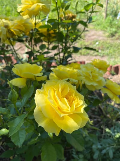 A close-up, eye-level shot captures a cluster of vibrant yellow roses in bloom, with one rose prominently featured in the foreground. The rose in the foreground is fully open, revealing layers of delicate petals. To its left, a green rosebud is visible, hinting at future blooms. The background is softly blurred, showing more yellow roses, green leaves, and a hint of a dirt path with some red-brick edging. The scene suggests an outdoor garden setting, possibly in Tsarev Brod, Bulgaria, on a sunny day, as indicated by the bright lighting and the soft shadows cast by the leaves. There are no people or animals present in the image.