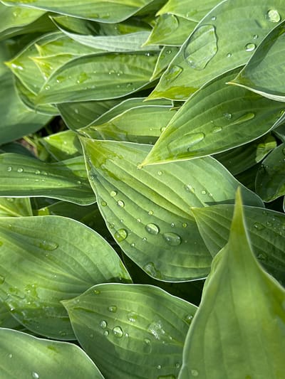 This media file is a close-up, overhead shot of a dense cluster of lush, green hosta leaves, glistening with numerous water droplets. The leaves are broad and elongated, with prominent parallel veins running from the base to the pointed tips. The water droplets vary in size, from tiny specks to larger, more amorphous shapes, reflecting the light and adding a sense of freshness. Some leaves overlap each other, creating depth and texture within the frame. The lighting suggests it is daytime, possibly after a rain shower or due to morning dew, casting subtle shadows and highlighting the wet surfaces of the leaves. The setting appears to be an outdoor garden or natural environment, consistent with the location context of Mikhailovsky, Russia. No people, text, or specific events are depicted; the focus is entirely on the natural beauty and texture of the plant in a serene, damp atmosphere.
