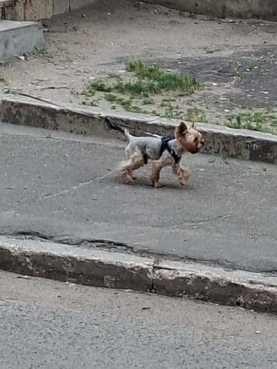 In Grigorovo, Russia, a small, light-brown Yorkshire Terrier is walking on a paved surface. The dog is wearing a dark harness and is attached to a leash that trails behind it. The dog's fur is trimmed short on its body and longer on its legs and face. The ground consists of asphalt with a concrete curb in the foreground and background. Scattered patches of green grass are visible on the ground behind the dog, and a stone or concrete structure is present in the upper left corner of the image.
