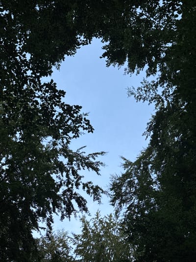 The image shows an upward view of a canopy of dark green trees against a clear blue sky. The leaves are dense and create a natural frame for the sky in the center. The foliage is silhouetted against the bright sky, with some areas allowing glimpses of the sky through the gaps. The scene is an outdoor environment. There are no people or animals visible in the image. The location is in the city of Negenborn, Germany.
