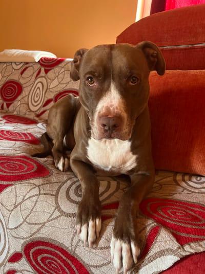 An indoor domestic scene in Gerakas Municipal Unit, Greece, depicts a brown and white dog lying on a couch. The dog, consistent with a Pit Bull type, has short brown fur with a prominent white blaze extending from its muzzle to its chest, and dark brown eyes. It faces directly towards the viewer with its front paws extended onto the couch. The couch is covered with a textile featuring a repeating pattern of concentric circles in red, white, and beige tones. A white pillow is visible on the couch behind the dog to the left. An orange-red cushion is positioned to the dog's right, forming part of the couch structure. The background wall is a solid light orange hue.