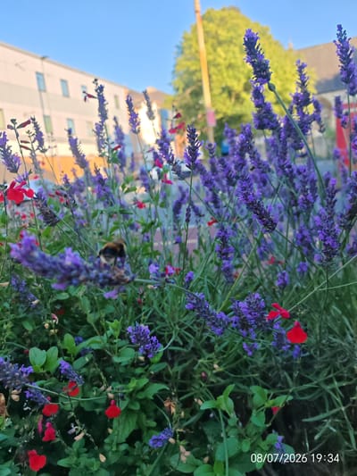 A close-up, eye-level shot focuses on a patch of purple lavender and small red flowers. A bumblebee is visible in the center of the image, foraging on a lavender stem. In the background, a modern building with cream-colored walls and blue-tinted windows stands to the left, partially obscured by the flowers. To the right, a large green tree with a bright yellow trunk is prominent, with the spire of a church visible behind it. The sky is clear and blue. A timestamp "08/07/2026 19:34" is visible in the bottom right corner. This image was captured in Eastbourne, United Kingdom.