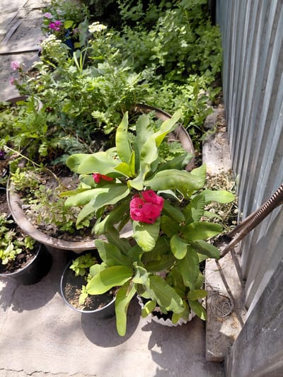 The image depicts a close-up, high-angle view of a potted plant with vibrant pink flowers and large green leaves. The plant is situated outdoors on a concrete surface, casting a distinct shadow. Surrounding the main plant are other potted plants and dense green foliage, suggesting a garden or yard setting. To the right of the frame, a corrugated metal fence runs vertically. The overall scene is bathed in bright sunlight, indicating a daytime setting. The location is identified as Бұлақты, Kazakhstan. There are no people or discernible actions in the image, beyond the static presence of the plants and their surroundings.