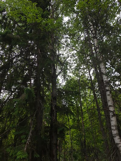 The image shows a forest scene in Gremyachinsk, Russia. A mix of evergreen and deciduous trees are present, viewed from a low angle looking upwards towards the sky. The evergreen trees have dense, dark green foliage, while the deciduous trees have lighter green leaves. The bark of a birch tree, with its characteristic white color and dark markings, is visible on the right side of the image. The forest is dense, with multiple tree trunks and branches visible. The sky is partially obscured by the tree canopy, appearing as a bright, overcast area.