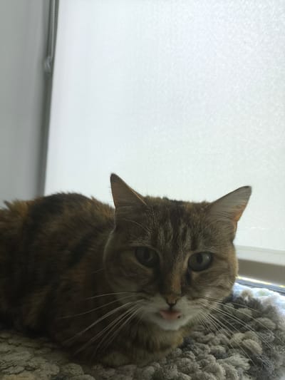 A close-up, eye-level shot features a tortoiseshell cat resting on a textured gray blanket. The cat is looking directly at the camera, its mouth slightly open, revealing a tiny pink tongue and a small black spot on its chin. Its fur displays a mix of brown, black, and orange tabby markings. The background is dominated by a bright, textured white surface, likely a window with a sheer curtain, suggesting it might be daytime. To the left of the white surface, a portion of a gray wall and a metallic cord can be seen. The scene appears to be indoors, possibly in a home. The cat's gaze and slightly parted lips suggest a moment of gentle curiosity or a relaxed state. There is no visible text in the image.