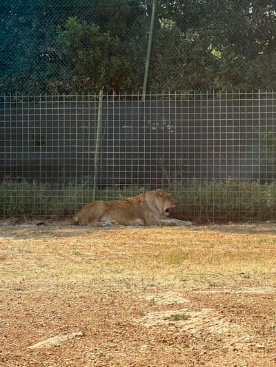 A lioness is lying down with its mouth open, appearing to yawn, in an outdoor enclosure. The enclosure is fenced with a metal grid, and behind the fence, there is dense green foliage. The ground in the foreground is dry and covered with sparse, yellowish grass and gravel. The scene appears to be in an animal park or zoo, possibly within Fasano, Italy, given the context.