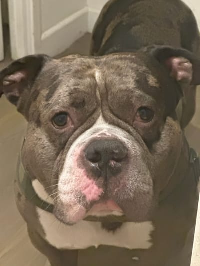 The image depicts a close-up, head-on view of a dog, consistent with an American Bully or bulldog breed. The dog has a brindle coat, displaying a pattern of dark grey-blue and darker brown stripes and patches. White fur is visible on its chest and lower muzzle. Its nose is black, and the skin around its muzzle and lower face exhibits pink pigmentation. The dog's eyes are dark, and it looks directly towards the viewer. A dark-colored harness or collar is partially visible around its neck and chest area. The background is blurred and indistinct, indicating an indoor environment with light-colored walls or a doorframe in the upper left and a darker surface below. There are no people visible, and no actions beyond the dog's direct gaze. The image provides no visual information to determine its specific location within the city of Stains, France, or any other geographical area.