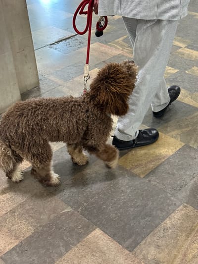 A person in a pinstripe suit and black loafers walks a small, brown, curly-haired dog on a red leash. The dog, facing away from the camera and towards the person's legs, is in mid-stride. The scene takes place indoors on a tiled floor with a pattern of grey and beige squares. The person's left hand is visible holding the leash. The lighting suggests an indoor setting with overhead illumination. There are no visible landmarks to indicate the specific location within Nîmes, France.