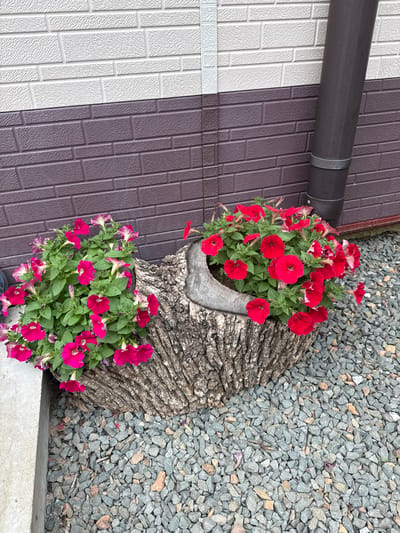 The image shows a rustic outdoor scene with two planters overflowing with vibrant petunias, set against a backdrop of a brick-patterned wall. The planters themselves are unique, fashioned from hollowed-out tree stumps, one holding bright pink petunias and the other a cluster of red ones. The ground is covered in small, grey gravel. A dark downspout runs vertically along the wall. The scene appears to be in a residential area, likely a garden or yard. The architecture of the wall suggests a modern building, perhaps in the city of Pod'yapolskoye, Russia, where the building materials and landscaping style could be indicative of local trends. There are no people or animals visible in the image.