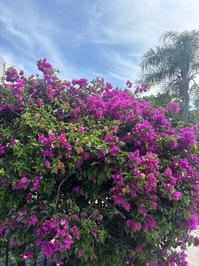 A low-angle shot captures a dense bougainvillea bush with vibrant purple flowers and green leaves, set against a bright, partly cloudy sky. A palm tree frond is visible in the upper left corner. The scene suggests a warm, sunny day. There is no discernible text in the image.