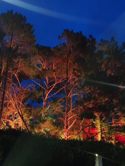 This is a photograph taken at night in Xuan Huong Lake, Da Lat, Vietnam. The image features a dense stand of pine trees illuminated by warm, colored spotlights, casting orange and red hues onto the branches and needles. The dark blue night sky serves as a backdrop, with a subtle white light beam cutting across the upper portion of the frame. The lower part of the image is dominated by dark green foliage, likely a manicured hedge, with a glimpse of a light post at the bottom right. No people are visible in the scene. The lighting creates a dramatic and slightly ethereal atmosphere, highlighting the texture and structure of the trees against the night sky.