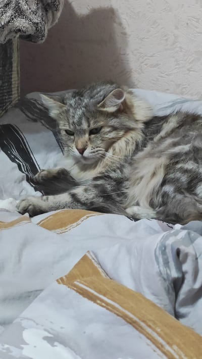A long-haired gray tabby cat is resting on a patterned bedspread. The cat's forepaws are extended in front of it. The bedspread has a white base with gray and brown stripes and abstract patterns. The background features a wall with a textured surface.