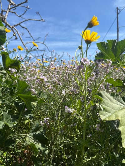 The image depicts a dense field of wildflowers and foliage at ground level in Aegina, Greece, under a clear blue sky. The foreground and midground are dominated by lush green vegetation, featuring broad, palmate green leaves and numerous slender-stemmed plants bearing clusters of small, light purple to pink flowers. Several bright yellow, multi-petaled flowers, some fully bloomed and others in bud, rise above the purple blossoms, particularly on the right side. In the blurred background, bare, gnarled tree branches are visible on the left against the sky, while a dark utility pole with attached overhead wires stands on the right. The scene is brightly illuminated by direct sunlight. No human subjects, animals, or explicit actions are present within the frame.