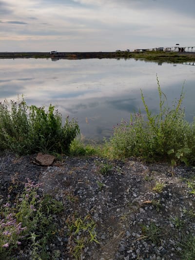The image depicts a landscape scene in Ақши, Kazakhstan, oriented vertically, suggesting a person is holding the camera sideways. The scene features a body of calm water on the left, reflecting the overcast sky with visible clouds. Along the edge of the water, a thin strip of land is visible, with some structures and greenery. On the right side of the image, a gravelly path runs alongside the water, bordered by dense green foliage and small purple flowers. A large, brown, organic-shaped object, possibly a cow patty, is situated on the gravelly area. In the distance, a white vehicle is visible on the land strip, and beyond that, more structures, possibly buildings, are present. The time of day appears to be late afternoon or early evening due to the soft light and cloud cover. The overall mood is peaceful and serene, with the still water and natural vegetation creating a tranquil atmosphere. There is no visible text in the image.