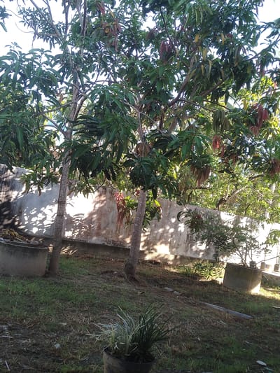 The image captures a vibrant outdoor scene, likely a garden or yard, illuminated by bright daylight. A large, leafy tree, possibly a mango tree, dominates the left side of the frame, extending its branches and dense foliage across much of the upper and central areas. The tree exhibits a mix of rich green leaves and distinct clusters of reddish-brown new growth.

Sunlight streams through the canopy, creating bright highlights and casting intricate patterns of shadows on the ground and nearby structures. In the mid-ground and background, several concrete structures, appearing as low walls or planters, are visible. The ground cover consists of patches of green grass interspersed with areas of darker soil. Towards the bottom right corner, a dark-colored pot holds a spiky, ornamental plant.

The strong, distinct shadows and bright illumination indicate that it is daytime, likely mid-morning or afternoon, under clear weather conditions. No people or specific activities are taking place, contributing to a tranquil and natural ambiance. The lush vegetation and apparent type of tree are consistent with a tropical climate, aligning with the provided location context of Gampongbaro, Indonesia. There is no visible text in the image.
