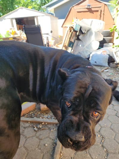 A black dog with brown eyes is looking at the camera in an outdoor setting. The dog is in the foreground, with its head and upper body visible. The background shows a shed, a garage, and some trees. The ground is paved with interlocking stones and gravel. There are also several objects in the background, including a chair, some tires, and several large white bags. The lighting suggests it is daytime, with sunlight casting shadows. The image appears to have been taken in a residential area, likely a backyard. Without further information or visual cues specific to Regina, Canada, pinpointing the exact location within the city is not possible.