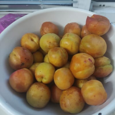 This is a medium-close-up, overhead shot of a white bowl filled with ripe apricots. The apricots vary in color from a bright yellow to a deep orange, with some exhibiting reddish blush marks. A few of the apricots have small brown spots, indicating ripeness. They are packed closely together, filling most of the bowl. The bowl itself is a simple white, likely plastic, and appears to be a standard kitchen item. In the background, out of focus, a white surface with vertical lines is visible, possibly a refrigerator or cabinet. To the left and bottom of the bowl, a hint of a purple item with horizontal lines is visible, which could be a grocery bag or packaging. The lighting suggests an indoor setting, possibly a kitchen, and the overall impression is one of freshness and abundance, likely prepared for consumption or processing. No people are visible in the frame. There is no visible text. The context of Kobeliaky, Ukraine, suggests this could be a depiction of local produce.