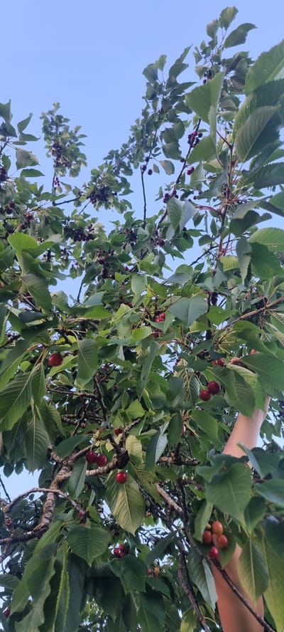 An upward-angled, vertical shot captures a cherry tree laden with ripe, dark red fruit against a clear, pale blue sky. Lush green leaves create a dense canopy, with branches extending throughout the frame. Several clusters of cherries are visible, some still attached to stems, others appearing loose. In the lower right quadrant, a person's forearm and hand are partially visible, reaching into the branches, suggesting the act of picking cherries. The image seems to be taken outdoors in a natural setting, possibly a garden or orchard, in Höslwang, Germany.