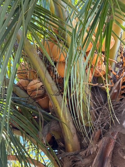 The image shows a cluster of young, orange coconuts growing on a palm tree. The coconuts are partially obscured by the tree's green fronds. The scene appears to be outdoors, under natural sunlight, suggesting a tropical environment. The rough, fibrous texture of the palm tree trunk is visible, along with some brown, dried fronds. The background hints at a bright sky, possibly blue, indicating it is daytime. There are no people visible in the image, nor any discernable actions or interactions. The focus is solely on the coconuts and the palm tree. This image could have been taken in a natural setting or a cultivated area such as a park or garden in Kubu, Indonesia, a region known for its tropical climate and coconut palm trees.
