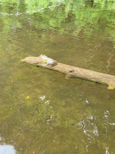 In Saint-Alban, Canada, a frog with green and yellow markings is perched on a partially submerged log floating in murky water. The water is filled with green aquatic plants. The reflection of trees is visible on the water's surface.