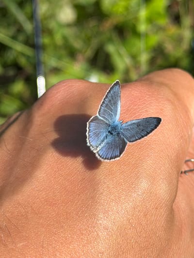 A single, small, blue butterfly rests with its wings open on a person's hand. The butterfly has intricate dark markings on its wings and a fuzzy blue body. The hand, tanned and showing skin texture, casts a shadow on the surface. In the background, out of focus, are green blades of grass illuminated by sunlight. A thin, vertical dark object with circular white rings is visible to the left of the butterfly. The scene is outdoors, under natural lighting conditions. There is no indication of the location being Podshivalovo, Russia.