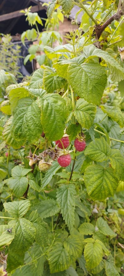 A close-up, vertical shot shows a raspberry bush with several ripe red berries and some unripe green ones. The leaves are a vibrant green, some appearing slightly yellowed or discolored. The background is blurred, showing a hint of a dark roof structure and brickwork, suggesting an outdoor setting with some overgrowth. The lighting is overcast, providing soft illumination. The image appears to be taken in a rural or garden area, consistent with the location of Абухаўскі сельскі Савет, Belarus, which is characterized by agricultural landscapes and homesteads. There are no people or animals visible in the immediate frame, besides a small fly on a leaf in the lower left quadrant. The overall impression is one of natural growth and ripeness.