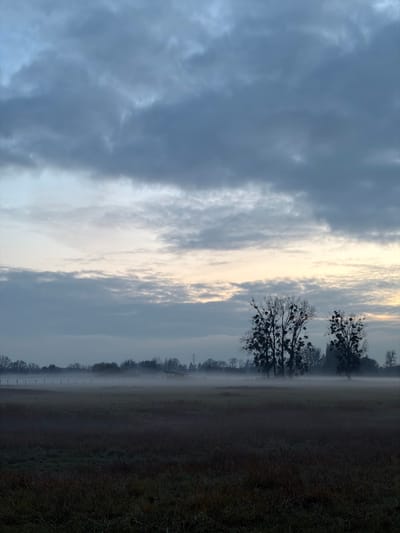A landscape image shows a field on a foggy day, dominated by muted tones. Dark clouds fill the left side of the frame, contrasting with the brightening sky toward the center. Bare trees are visible in the middle ground, some adorned with mistletoe, partially obscured by fog. A wire fence runs along the horizon, delineating the field from the tree line. The right side of the image shows a dark expanse of land, adding to the somber atmosphere.