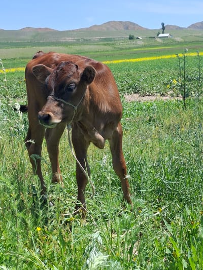 A brown calf lies in a grassy field with yellow wildflowers. The calf is in the foreground, facing left with its head turned towards the camera. A rope is tied around its neck. In the background, there are rolling hills under a clear blue sky. A few buildings and trees are visible in the distance. The setting appears to be a rural, agricultural area. The lighting suggests it is daytime.