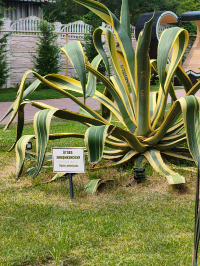 The image depicts a variegated agave plant, identified by a sign as "Агава американская Agave americana". The plant has thick, fleshy leaves with green and yellow stripes, some of which curl and droop. A black metal signpost supports a white rectangular sign with black text. The plant is situated in a grassy area with patches of dry grass and a few small green shoots. In the background, a textured stone wall with a decorative white fence is visible, along with evergreen trees. To the right, part of a black and brown architectural structure with a curved design can be seen. The lighting suggests it is daytime. The location is identified as Glebovskoye, Russia.