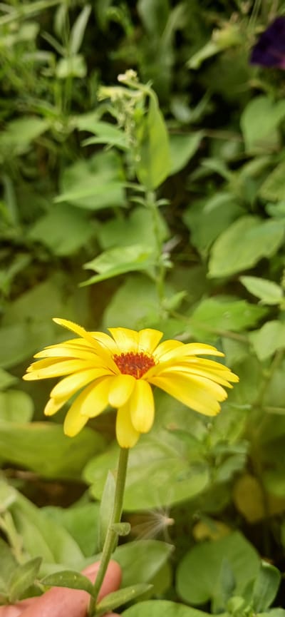 A yellow daisy-like flower with a reddish-brown center is in focus in the foreground, its petals fanning outwards. The flower is positioned slightly to the left of the frame and appears to be growing on a slender green stem. A human finger is visible at the bottom left, lightly holding the stem. The background consists of out-of-focus green foliage, with hints of other plants or flowers, including a blur of purple in the upper right corner. The scene is outdoors, likely in a garden or natural setting, under natural lighting conditions. No specific landmarks or buildings are visible to indicate a precise location within Arkadak, Russia, but the flora suggests a temperate climate.