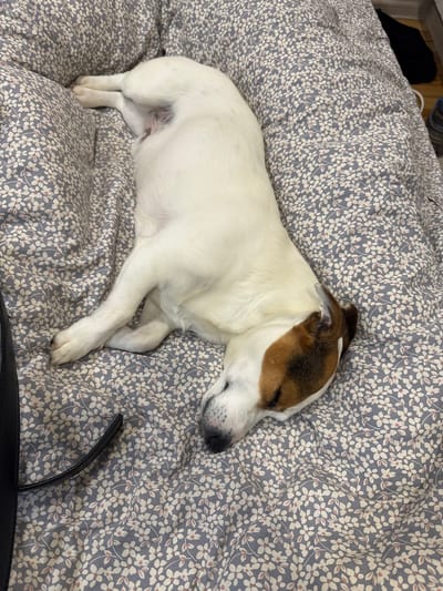 This image, captured in Petkovo, Bulgaria, displays a domestic dog resting on a patterned bedding surface. The dog, predominantly white with distinct brown and tan patches on its head and ears, and a black nose, is positioned in a recumbent posture, lying on its left side. Its body is slightly curved, with its head oriented towards the bottom center of the frame and its hind legs towards the upper left. The bedding consists of a padded fabric exhibiting a repetitive pattern of small white and light pink-centered flowers with subtle grey-green leaves on a grey-blue background. Folds and depressions in the bedding indicate the presence of cushions or a soft dog bed beneath the animal. A black, leather-like strap or handle from an unidentified object is partially visible along the left edge of the frame. The immediate environment suggests an indoor setting with diffused ambient lighting.