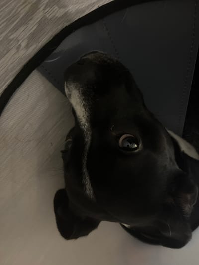 The image shows a close-up, Dutch angle, vertical shot of a black and white dog's head wearing a protective cone. The dog's eyes are open and looking towards the camera. The background is a light-colored, textured surface with diagonal lines, possibly a wall or flooring. A dark blue cone collar is visible around the dog's neck. There are no visible humans or indications of the city of Zapadny, Russia. The scene appears to be indoors.