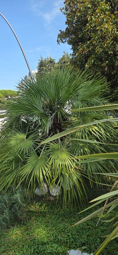 This is an outdoor, eye-level, medium shot photograph taken in Lignano Sabbiadoro, Italy, on a sunny day with a clear blue sky. The foreground is dominated by a large, leafy palm tree, its fronds fanning out from the center. Some of these fronds are long and slender, reaching towards the camera, while others are broad and fan-shaped, forming a dense canopy. In the lower right corner, a few more slender palm leaves are visible, with thin yellow stripes along their edges.
Beneath the palm tree, a patch of lush green grass and low-lying green plants covers the ground. A few large, smooth, light-colored stones are partially visible among the grass and palm fronds. To the left of the palm tree, a smaller, bushy green plant with fine, needle-like leaves can be seen.
In the background, behind the palm tree, a large, leafy tree with dark green foliage and some reddish-brown leaves is prominent, suggesting it might be a magnolia tree, common in the region. Further back, a modern building with a white facade and curved lines is visible, possibly a hotel, as a sign with the word "HOTEL" is partially visible on its side. A tall, grey, curved pole, possibly a lamp post or part of a structure, extends from the left side of the frame upwards towards the sky. The overall impression is a well-maintained garden or public space in a coastal Italian town.