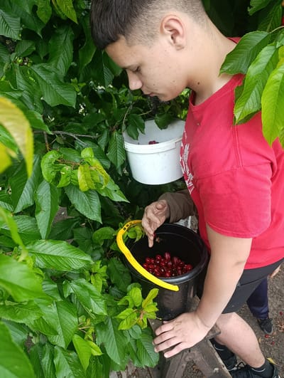 A medium shot captures a young person picking cherries in a verdant environment, likely in the city of Aidemir, Bulgaria. The individual, with short dark hair and wearing a red t-shirt and black shorts, is positioned next to a lush green tree. Their attention is directed towards a black bucket filled with ripe, red cherries. A yellow handle is visible on the bucket. A second white bucket, containing a smaller amount of cherries, hangs on a branch behind the person. The person is standing on a weathered wooden stool or platform. The setting appears to be an outdoor garden or orchard, characterized by dense foliage.