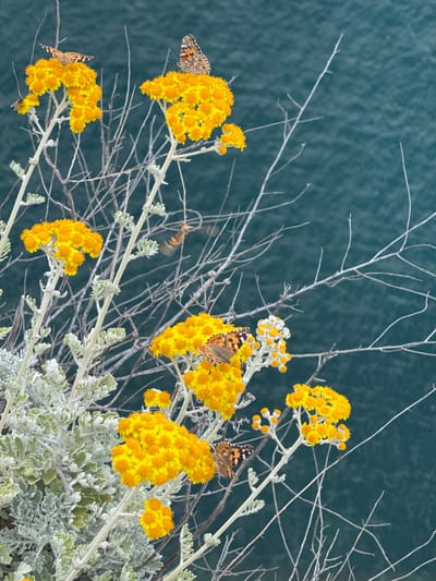 The image presents a close-up of a vibrant natural scene, likely set in a coastal environment such as Peníscola, Spain. The main subjects are a shrub-like plant adorned with numerous clusters of bright yellow, button-like flowers. Several butterflies, specifically Painted Ladies (*Vanessa cardui*) with distinctive orange, black, and white wing patterns, are perched on or around these blossoms, suggesting active feeding or resting. One butterfly is visible on the upper left, another towards the lower left, and two more are clustered on the right side of the frame.
A bee or hoverfly, appearing slightly blurred due to motion, is also visible near the center-left, indicating other insect activity around the flowers. The plant exhibits silvery-green, somewhat textured foliage and an intricate network of slender, light-colored branches that crisscross the composition.
In the background, a large body of water, likely the Mediterranean Sea, appears as a smooth, out-of-focus expanse of deep teal or blue-green, providing a serene and expansive backdrop to the foreground activity. The scene is illuminated by natural light, suggesting it is daytime. The overall impression is one of a peaceful, thriving ecosystem, highlighting the delicate interplay between insects and flowering plants against a calm, natural setting. No text is visible in the image.