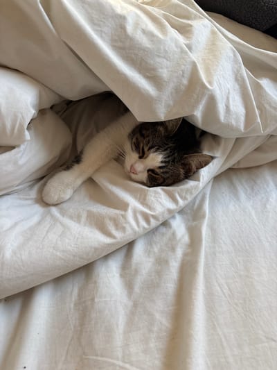 A domestic cat is depicted resting beneath white bedding within an indoor environment, located in the city of Romainville, France. The cat exhibits a tabby and white fur pattern, with dark brown and grey striped markings on its head and ears, contrasting with white fur on its face, chest, and visible left front paw. Its eyes are closed, indicative of sleep or deep rest, and a pink nose is visible. The cat is positioned on its side, largely covered by a white duvet or blanket, which appears creased and slightly rumpled. Faint dark specks are observable on the surface of the white fabric. The area immediately surrounding and under the cat, where not covered by white bedding, appears dark.