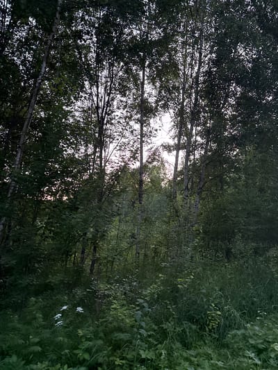 The image depicts a dense, lush forest scene, likely in Kuvshinovo, Russia. The perspective is vertical, looking upwards through the canopy of trees, with the majority of the image dominated by dark green foliage. Several slender trees with white bark, characteristic of birch trees, are visible. These trees are arranged in a row, creating a somewhat ordered yet natural appearance. Their branches are laden with leaves, forming a thick ceiling that partially obscures the sky.
The sky itself is bright and overcast, suggesting it is either early morning or late evening, or a day with heavy cloud cover. The diffused light filtering through the leaves creates a dappled effect. To the right of the image, the foliage becomes even more dense, with tall grasses and other plants creating a wall of green. A few small, white flowers are scattered amongst the greenery on the right side, adding a subtle contrast to the dominant green hues.
There are no people or man-made objects prominently featured in the scene, emphasizing a natural and untouched environment. The overall impression is one of tranquility and immersion in nature. The quality of light suggests a peaceful, perhaps slightly humid, atmosphere typical of a forest in temperate climes during the growing season. No text is visible in the image.