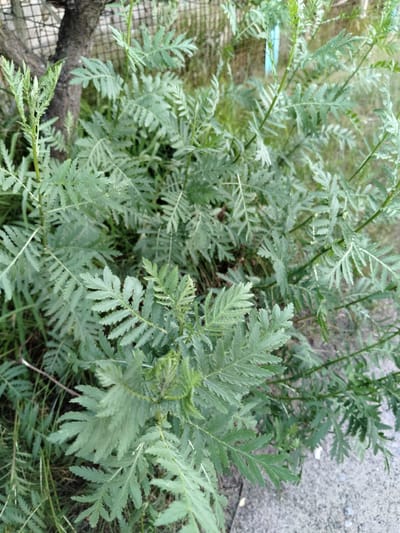 The image shows a close-up view of a dense green plant with feathery leaves. The plant is growing outdoors, with a rough, dark tree trunk visible on the left side, behind the foliage. In the background, a chain-link fence can be seen, with hints of other vegetation and what appears to be a blue plastic pole. The ground surface is a mix of dry grass, soil, and a paved area, possibly concrete or asphalt, with a granular texture. The lighting suggests it is daytime. The scene is consistent with an outdoor urban or semi-urban environment in Shchastia, Ukraine, likely near a fence line or edge of a property. There are no people or animals visible in the image.