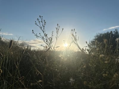 The photograph captures a close-up view of dried grass and plants in a field, with the sun setting in the background. The setting sun is partially obscured by the vegetation, creating a lens flare effect. The sky is a clear blue with a few wispy clouds. The image appears to be taken in an outdoor environment, possibly a rural or natural setting. There are no people or specific structures visible that would definitively place the location within Сарымолдаев ауылдық округі, Kazakhstan, though the dry vegetation and open sky are consistent with a steppe or arid landscape. The focus is on the texture and silhouette of the plants against the bright sky and sunlight.
