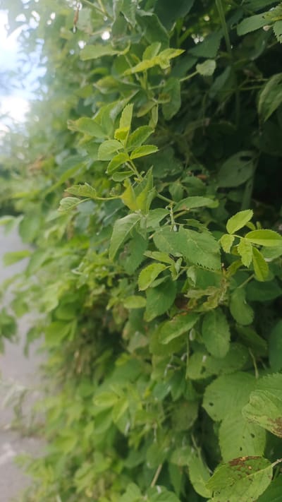 The image shows a close-up view of green foliage, likely bushes or trees, with a blurred background that suggests an outdoor environment. The leaves are a vibrant green, with some showing signs of slight browning or damage. The lighting indicates it is daytime, with some dappled sunlight filtering through the leaves. There is no indication of any specific city or location.