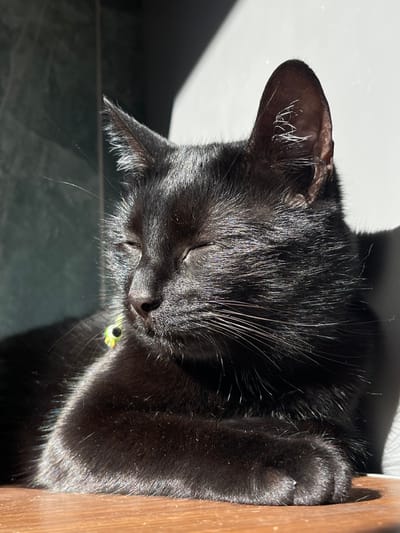 A black domestic short-haired cat is depicted resting indoors in the city of Paiporta, Spain. The cat lies on a warm-toned, flat wooden surface, positioned with its head slightly to the left of the frame. Its eyes are closed, indicating sleep or deep relaxation, as direct sunlight illuminates the right side of its face, ears, and upper body, creating bright highlights on its fur. Fine white hairs are visible within the cat's ears. Around its neck, a narrow collar is partially visible, featuring a small, multi-colored, reflective object. The background consists of a dark, possibly tiled or textured wall to the left, and a brightly lit white wall to the right, with distinct shadow lines cast by the sunlight.