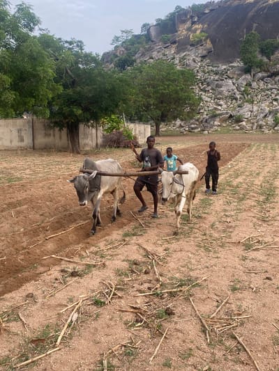 The image shows an agricultural scene in Gambar, Nigeria, featuring three young men and two oxen plowing a field. A man holds the wooden plow as the oxen pull. A boy sits atop one of the oxen, while a third boy stands to the side, overseeing the operation. The environment includes dry, plowed earth, remnants of previous crops, a rocky outcropping, trees, and a concrete wall in the background.